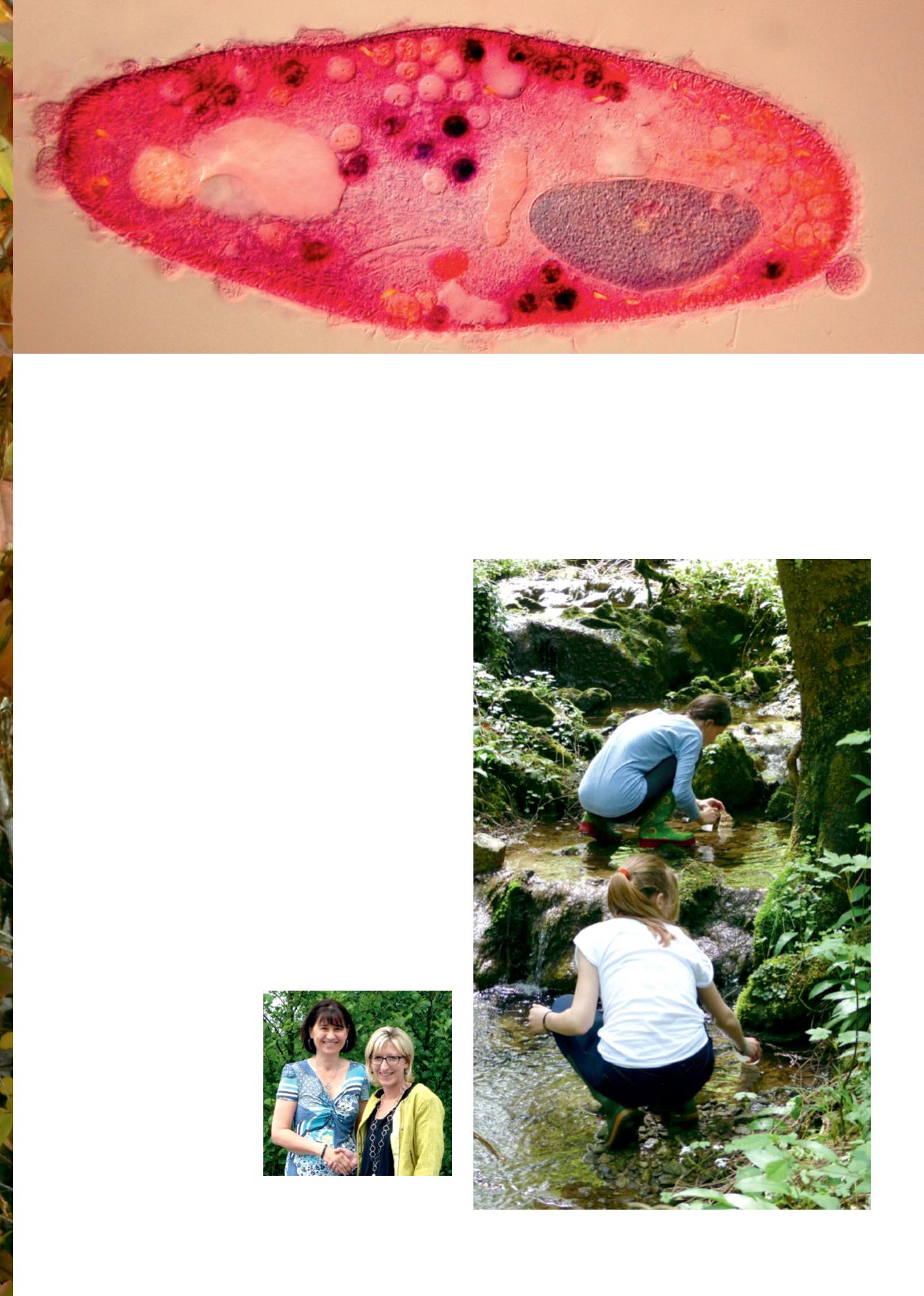 Page Background