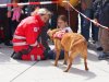 Blulichttag in Mattighofen vor der Motorhall mit Polizei, Feuerwehr und Rettung am 9. Mai 2025