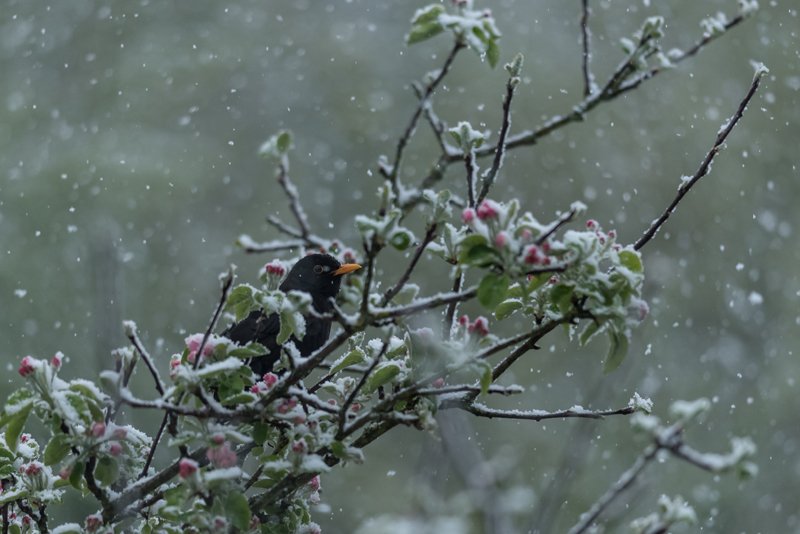 Schneesturm im FrÃ¼hling in Seekirchen am 24.04.2016  
Foto und Copyright: Moser Albert, Fotograf, 5201 Seekirchen, Weinbergstiege 1, Tel.: 0043-676-7550526 mailto:albert.moser@sbg.at  www.moser.zenfolio.com