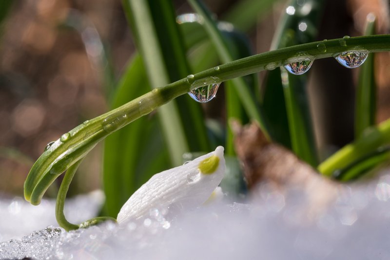 SchneeglÃ¶ckchen in Fischtaging in Seekirchen am 24.03.2018  
Foto und Copyright: Moser Albert, Fotograf, 5201 Seekirchen, Weinbergstiege 1, Tel.: 0043-676-7550526 mailto:albert.moser@sbg.at  www.moser.zenfolio.com