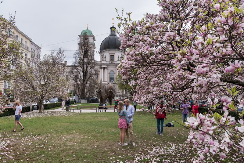 MagnolienblÃ¼te am Makartplatz in Salzburg am 15.04.2018  
Foto und Copyright: Moser Albert, Fotograf, 5201 Seekirchen, Weinbergstiege 1, Tel.: 0043-676-7550526 mailto:albert.moser@sbg.at  www.moser.zenfolio.com