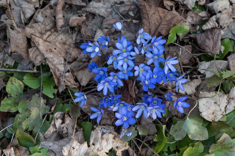 LeberblÃ¼mchen am 24.03.2019  
Foto und Copyright: Moser Albert, Fotograf, 5201 Seekirchen, Weinbergstiege 1, Tel.: 0043-676-7550526 mailto:albert.moser@sbg.at  www.moser.zenfolio.com