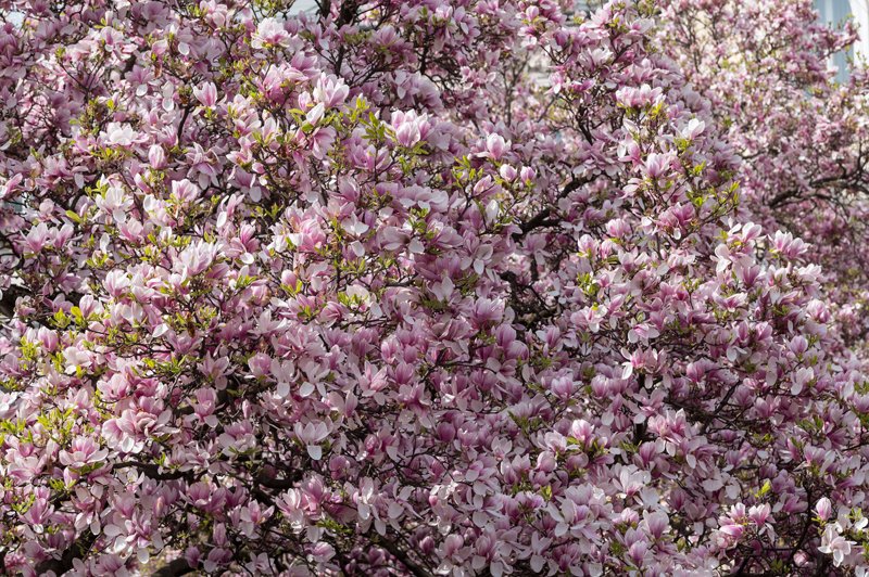 MagnolienblÃ¼te am Makartplatz in Salzburg am 05.04.2019  
Foto und Copyright: Moser Albert, Fotograf, 5201 Seekirchen, Weinbergstiege 1, Tel.: 0043-676-7550526 mailto:albert.moser@sbg.at  www.moser.zenfolio.com