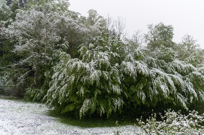 Wintereinbruch am 05.05.2019  
Foto und Copyright: Moser Albert, Fotograf, 5201 Seekirchen, Weinbergstiege 1, Tel.: 0043-676-7550526 mailto:albert.moser@sbg.at  www.moser.zenfolio.com