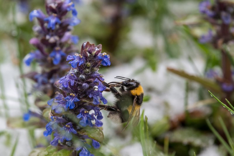 Hummel bei Wintereinbruch am 05.05.2019  
Foto und Copyright: Moser Albert, Fotograf, 5201 Seekirchen, Weinbergstiege 1, Tel.: 0043-676-7550526 mailto:albert.moser@sbg.at  www.moser.zenfolio.com