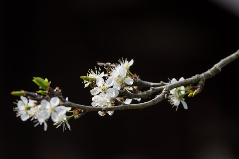 BlÃ¼te im FrÃ¼hling in Fischtaging am 13.04.2020  
Foto und Copyright: Moser Albert, Fotograf, 5201 Seekirchen, Weinbergstiege 1, Tel.: 0043-676-7550526 mailto:albert.moser@sbg.at  www.moser.zenfolio.com