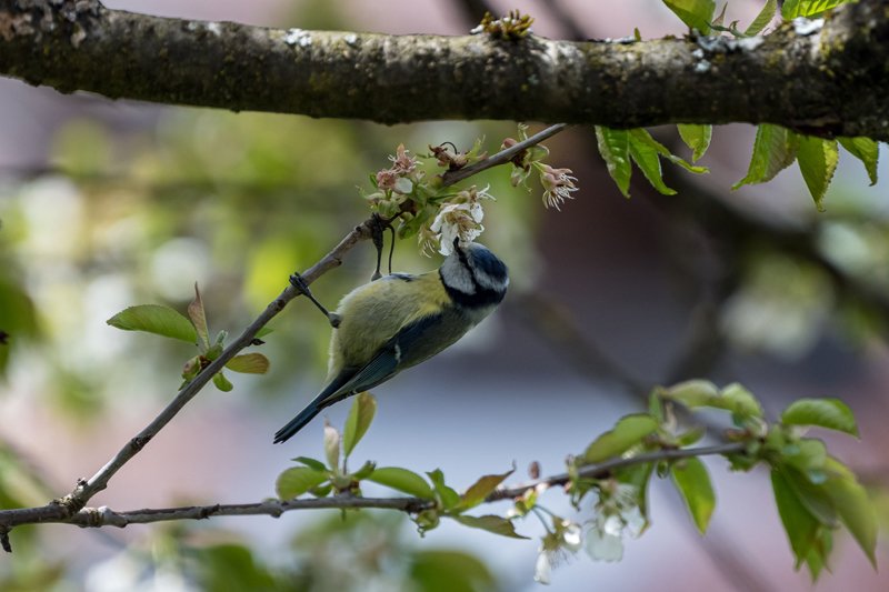 Meise auf Kirschbaum in Fischtaging am 08.05.2021  
Foto und Copyright: Moser Albert, Fotograf, 5201 Seekirchen, Weinbergstiege 1, Tel.: 0043-676-7550526 mailto:albert.moser@sbg.at  www.moser.zenfolio.com