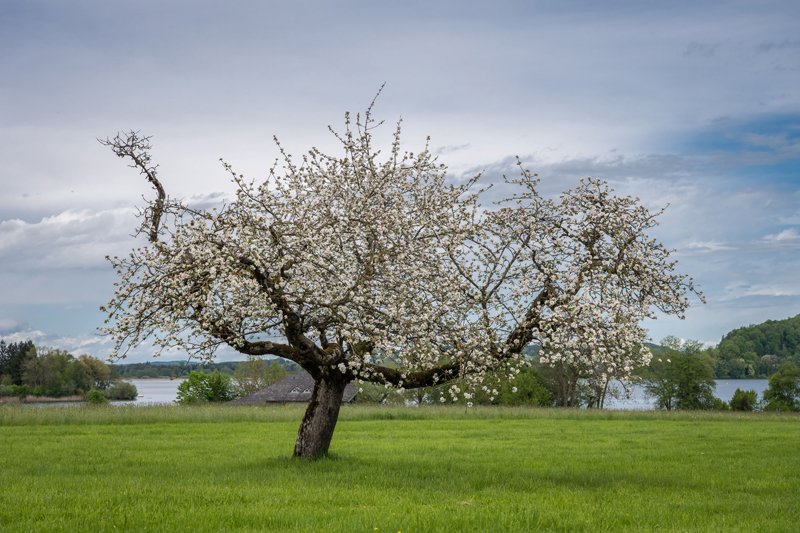 Apfelbaum in Seeham am 16.05.2021  
Foto und Copyright: Moser Albert, Fotograf, 5201 Seekirchen, Weinbergstiege 1, Tel.: 0043-676-7550526 mailto:albert.moser@sbg.at  www.moser.zenfolio.com