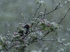Schneesturm im FrÃ¼hling in Seekirchen am 24.04.2016  
Foto und Copyright: Moser Albert, Fotograf, 5201 Seekirchen, Weinbergstiege 1, Tel.: 0043-676-7550526 mailto:albert.moser@sbg.at  www.moser.zenfolio.com