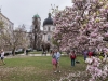 MagnolienblÃ¼te am Makartplatz in Salzburg am 15.04.2018  
Foto und Copyright: Moser Albert, Fotograf, 5201 Seekirchen, Weinbergstiege 1, Tel.: 0043-676-7550526 mailto:albert.moser@sbg.at  www.moser.zenfolio.com