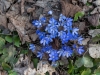 LeberblÃ¼mchen am 24.03.2019  
Foto und Copyright: Moser Albert, Fotograf, 5201 Seekirchen, Weinbergstiege 1, Tel.: 0043-676-7550526 mailto:albert.moser@sbg.at  www.moser.zenfolio.com