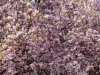 MagnolienblÃ¼te am Makartplatz in Salzburg am 05.04.2019  
Foto und Copyright: Moser Albert, Fotograf, 5201 Seekirchen, Weinbergstiege 1, Tel.: 0043-676-7550526 mailto:albert.moser@sbg.at  www.moser.zenfolio.com