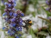 Hummel bei Wintereinbruch am 05.05.2019  
Foto und Copyright: Moser Albert, Fotograf, 5201 Seekirchen, Weinbergstiege 1, Tel.: 0043-676-7550526 mailto:albert.moser@sbg.at  www.moser.zenfolio.com