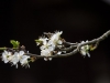BlÃ¼te im FrÃ¼hling in Fischtaging am 13.04.2020  
Foto und Copyright: Moser Albert, Fotograf, 5201 Seekirchen, Weinbergstiege 1, Tel.: 0043-676-7550526 mailto:albert.moser@sbg.at  www.moser.zenfolio.com