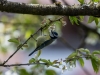 Meise auf Kirschbaum in Fischtaging am 08.05.2021  
Foto und Copyright: Moser Albert, Fotograf, 5201 Seekirchen, Weinbergstiege 1, Tel.: 0043-676-7550526 mailto:albert.moser@sbg.at  www.moser.zenfolio.com