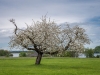 Apfelbaum in Seeham am 16.05.2021  
Foto und Copyright: Moser Albert, Fotograf, 5201 Seekirchen, Weinbergstiege 1, Tel.: 0043-676-7550526 mailto:albert.moser@sbg.at  www.moser.zenfolio.com