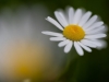Blumen an der Saalach in Freilassing am 23.05.2022  
Foto und Copyright: Moser Albert, Fotograf, 5201 Seekirchen, Weinbergstiege 1, Tel.: 0043-676-7550526 mailto:albert.moser@sbg.at  www.moser.zenfolio.com