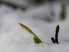 SchneeglÃ¶ckchen in Seekirchen am 25.02.2023  
Foto und Copyright: Moser Albert, Fotograf, 5201 Seekirchen, Weinbergstiege 1, Tel.: 0043-676-7550526 mailto:albert.moser@sbg.at  www.moser.zenfolio.com