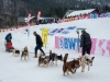 Int. Hundeschlittenrennen in Hintersee am 11.02.2023  
Foto und Copyright: Moser Albert, Fotograf, 5201 Seekirchen, Weinbergstiege 1, Tel.: 0043-676-7550526 mailto:albert.moser@sbg.at  www.moser.zenfolio.com
