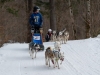 Int. Hundeschlittenrennen in Hintersee am 11.02.2023  
Foto und Copyright: Moser Albert, Fotograf, 5201 Seekirchen, Weinbergstiege 1, Tel.: 0043-676-7550526 mailto:albert.moser@sbg.at  www.moser.zenfolio.com