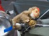 19. Rollerweihe und Vespatreffen des Flachgauer Vespa-Club auf dem Geländer der Trumer Brauerei in Obertrum.